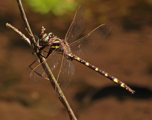 Male
8 May 2013  Chattooga